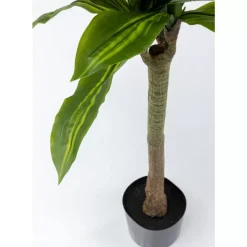 Deko Pflanze Dracaena Fragrans 180Cm