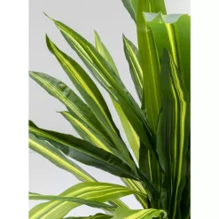 Deko Pflanze Dracaena Fragrans 180Cm