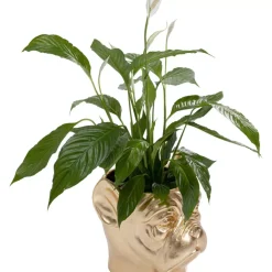 Deko Ubertopf Bulldog Gold