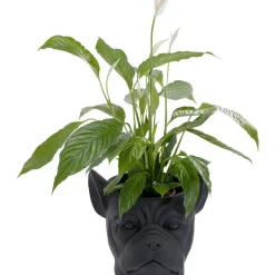 Deko Ubertopf Bulldog Schwarz