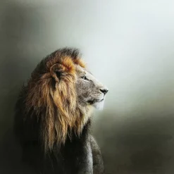 Glasbild Lion King 100X100Cm
