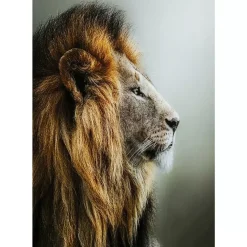 Glasbild Lion King 100X100Cm